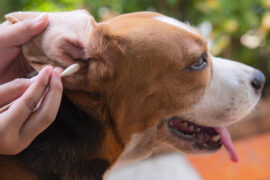 Dog Ear Wash, Natural Remedies, pawflex, pet ear care, dog ear care, dog health