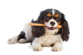 Wickedly Potent, Dog Toothpastes, Natural Remedies