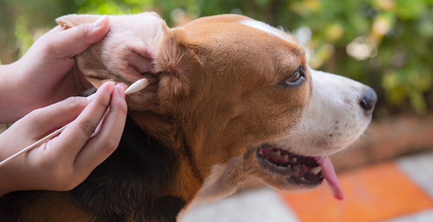 Dog Ear Wash, Natural Remedies, pawflex, pet ear care, dog ear care, dog health