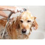 Wickedly Potent, Natural Remedies Achy Joints Dog Shampoo, Dog showering