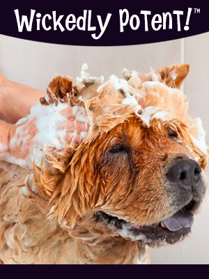 PawFlex | Wickedly Potent, Natural Remedies, Itchy Mutt Dog Shampoo