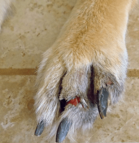 injury dog, dog bandages, pet bandages, animal health