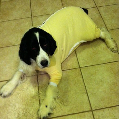Medical Onesies for Dogs