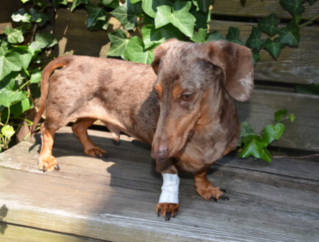 PawFlex Leg Bandage for Dogs