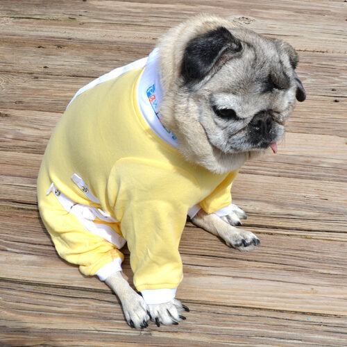 Medical Onesies for Dogs