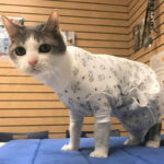 Cats and Dachshund Onesies, medical onesies, onesies for cats, pawflex, paw bandages, pet supply, pet shop near me