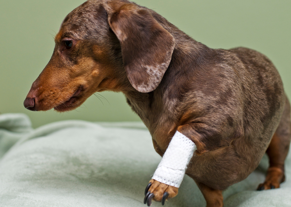 dog bandages for legs. wound care bandages for dogs