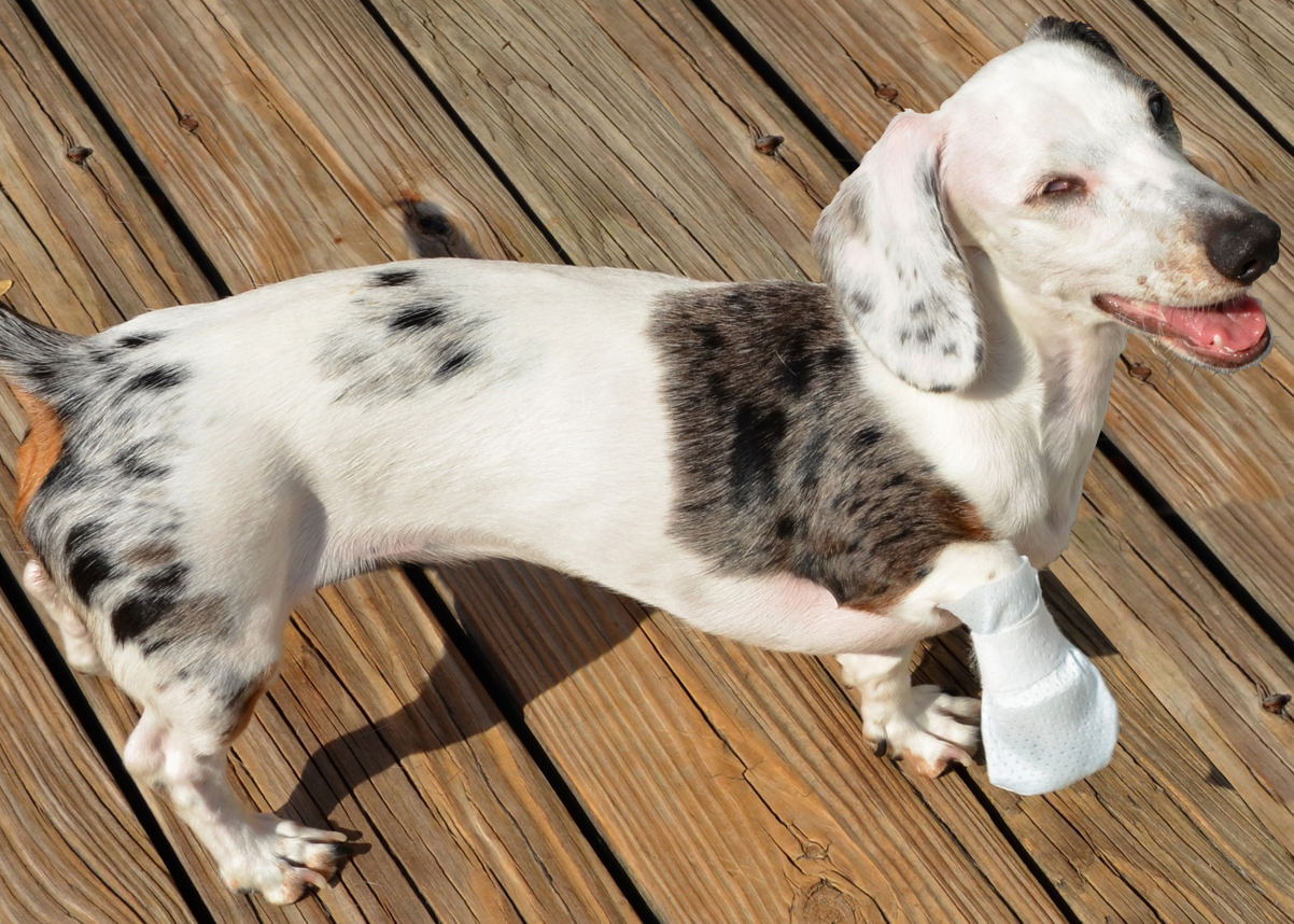 Dog bandage, Bandages for dogs, Paw Bandage for dogs, paw bandage for pets